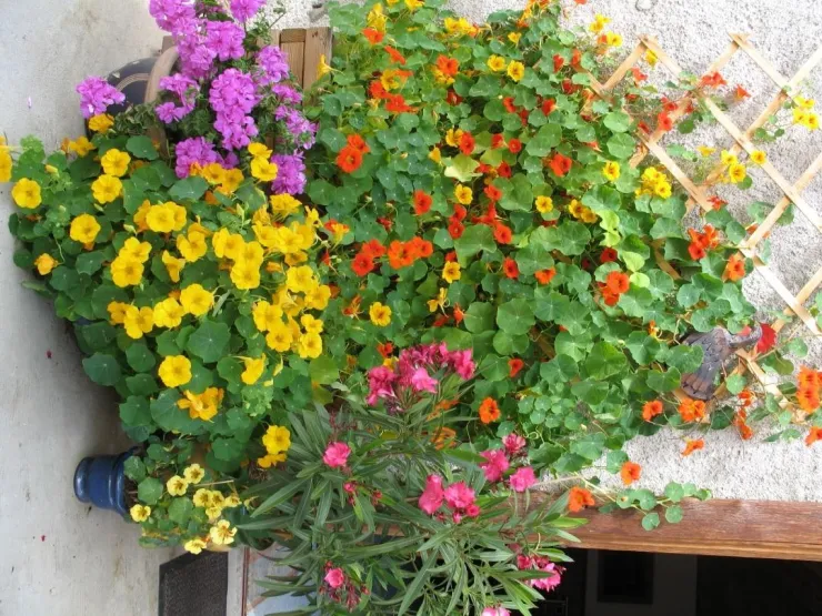 Les capucines de Rochebrune