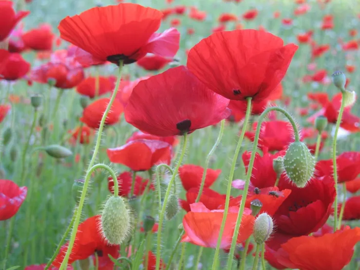 Les coquelicots de Rochebrune