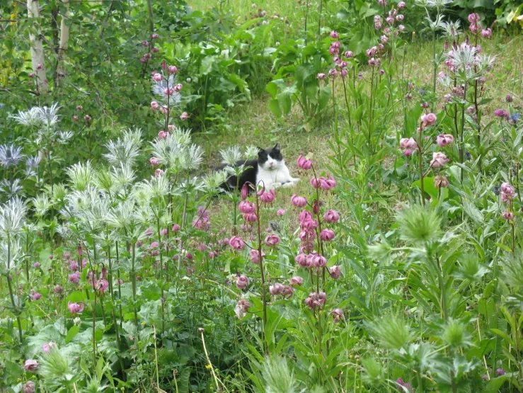 Le chat dans le jardin en juillet, lys martagons et chardons bleuissant