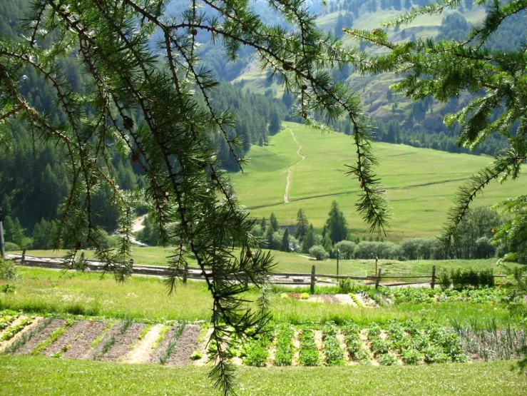Vue du jardin sur pré la Chalp