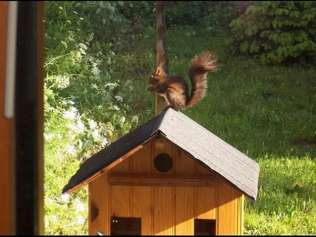 L'écureuil derrière le chalet. Il aime les cacahuettes