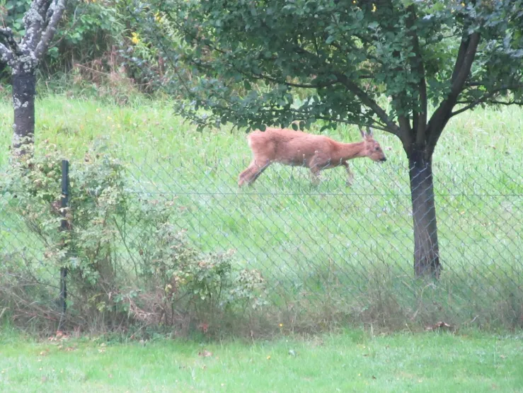 une biche dans le verger