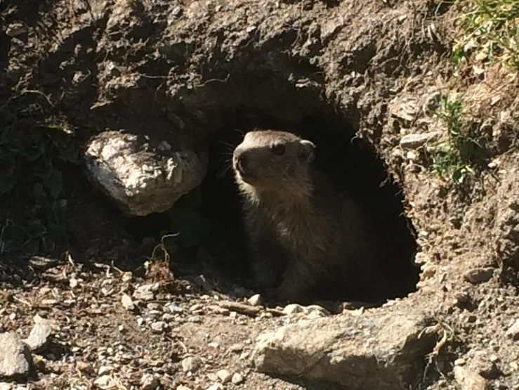 Marmotte