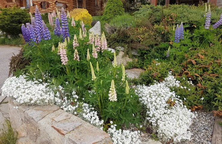 En juin, les lupins dans le jardin de rocaille.