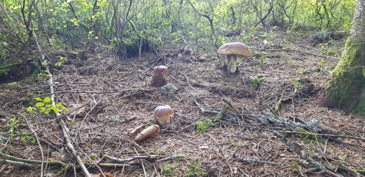 Champignons dans la forêt à proximité