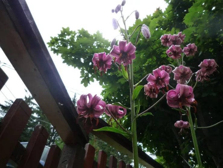 Lyse Martagon fleure rare et protégé au pied de la terrasse . 