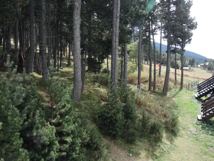 La forêt et les pistes vues à partir de notre terrasse. 