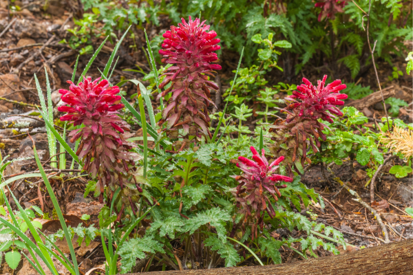 pédiculaire tronquée : fleur rouge de montagne