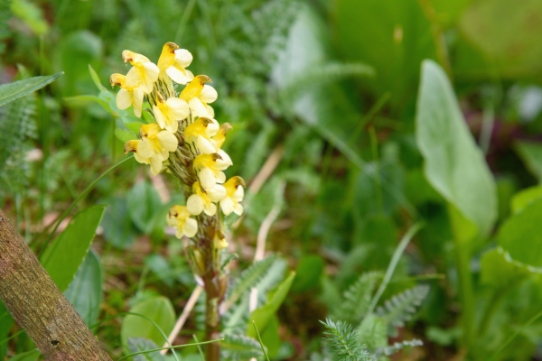 Pedicularis oederi : fleur jaune de montagne
