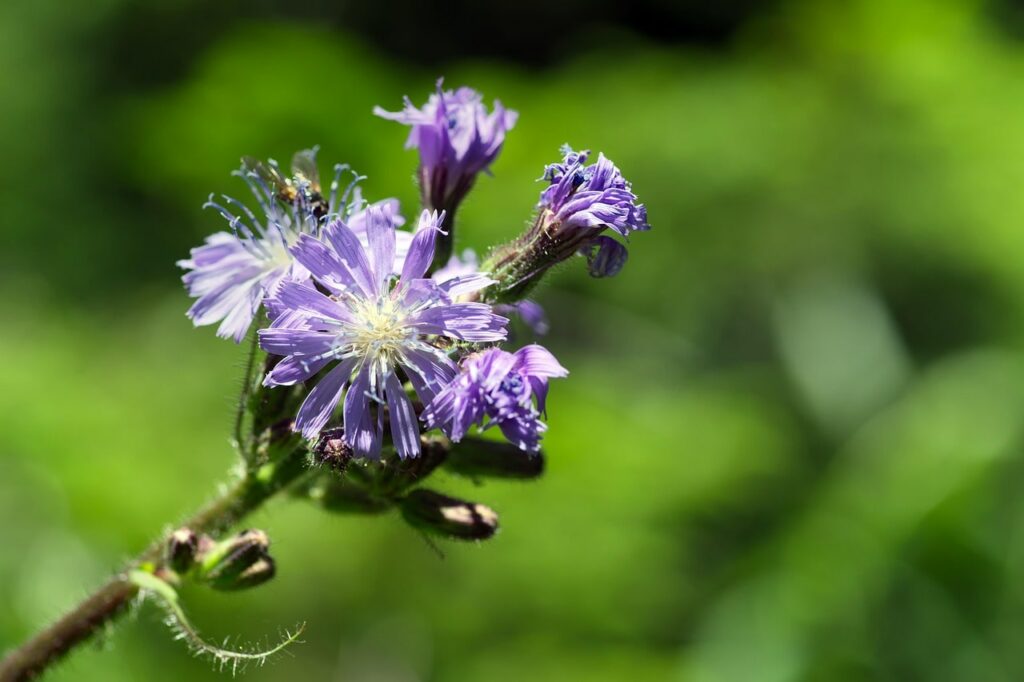 cicerbite des alpes : fleurs de montagne violette