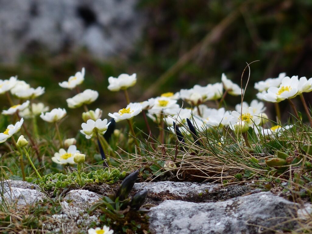 renoncule des glaciers