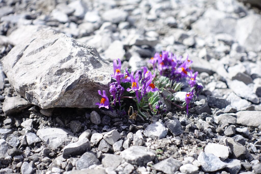 linaire des alpes violette