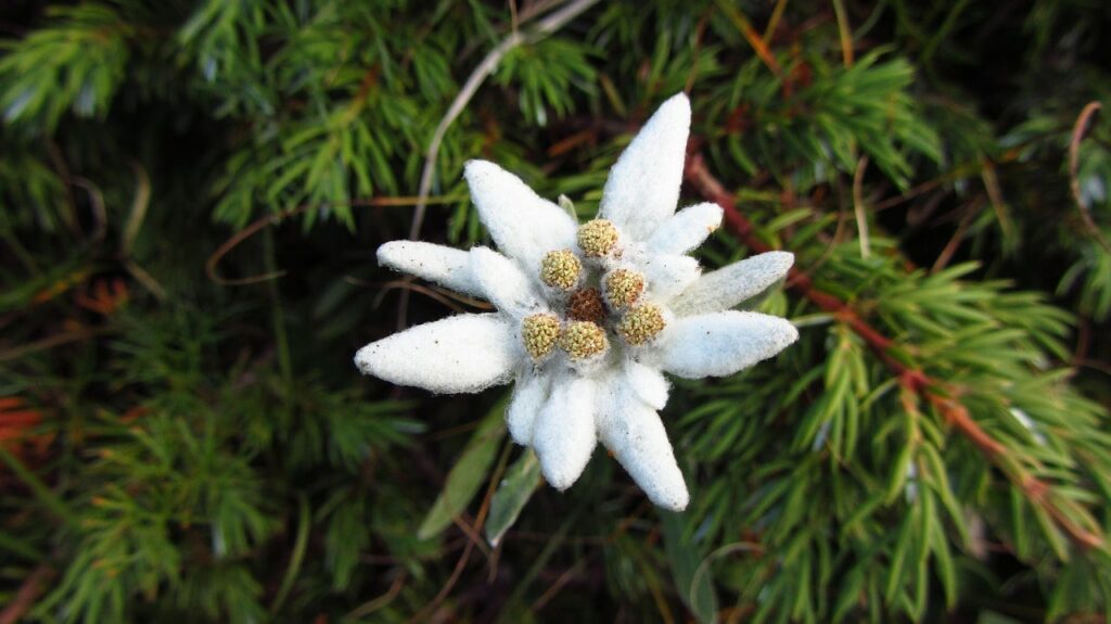 edelweiss : fleur de montagne des alpes