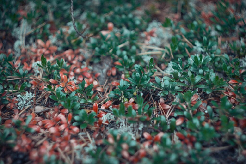 raisin d'ours : fleurs de montagne rouge