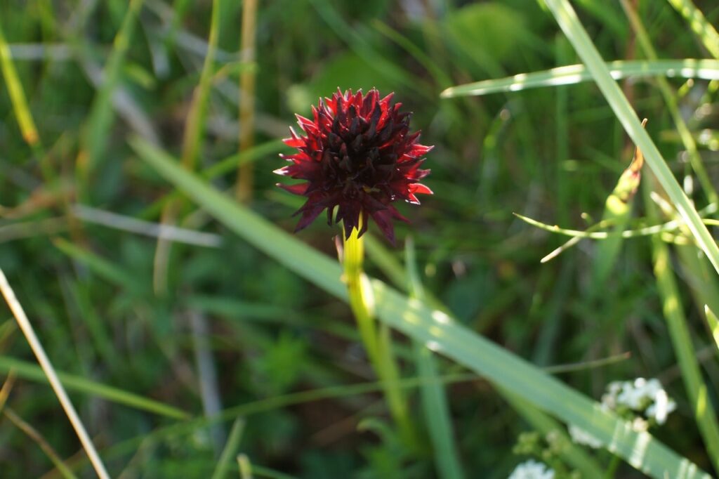 nigritelle noire : fleurs de montagne par couleur
