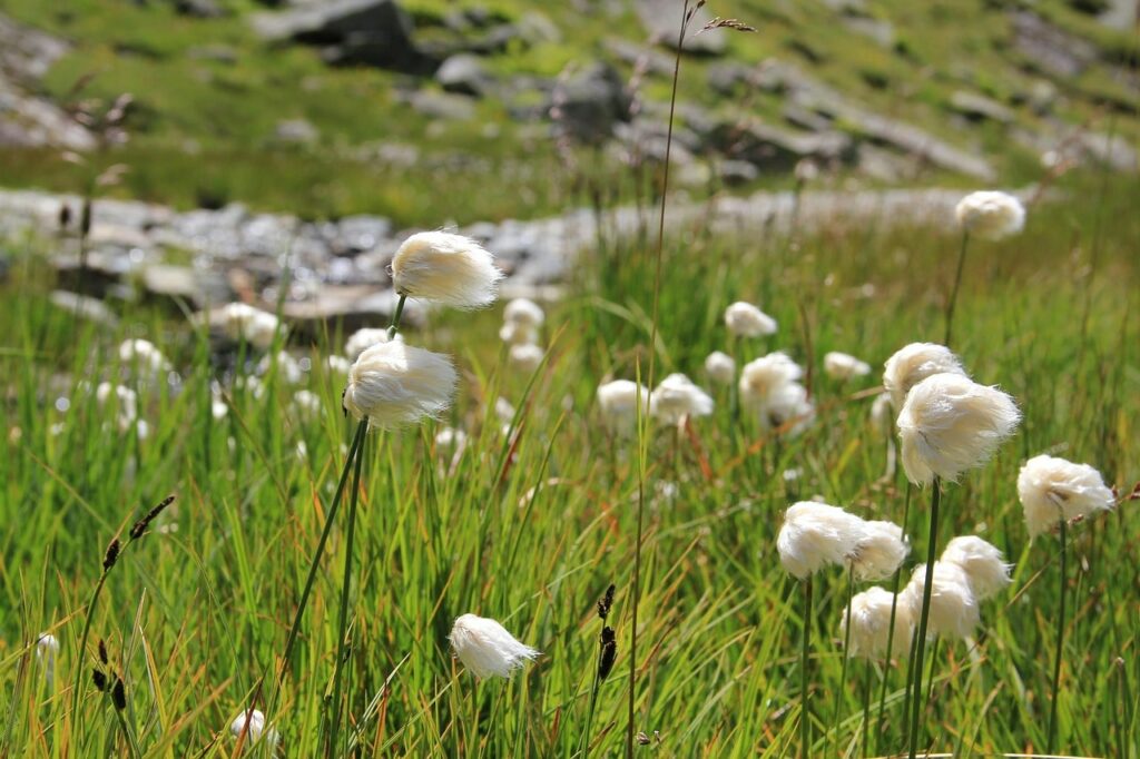 linaigrette : fleurs de montagne par couleur blanche