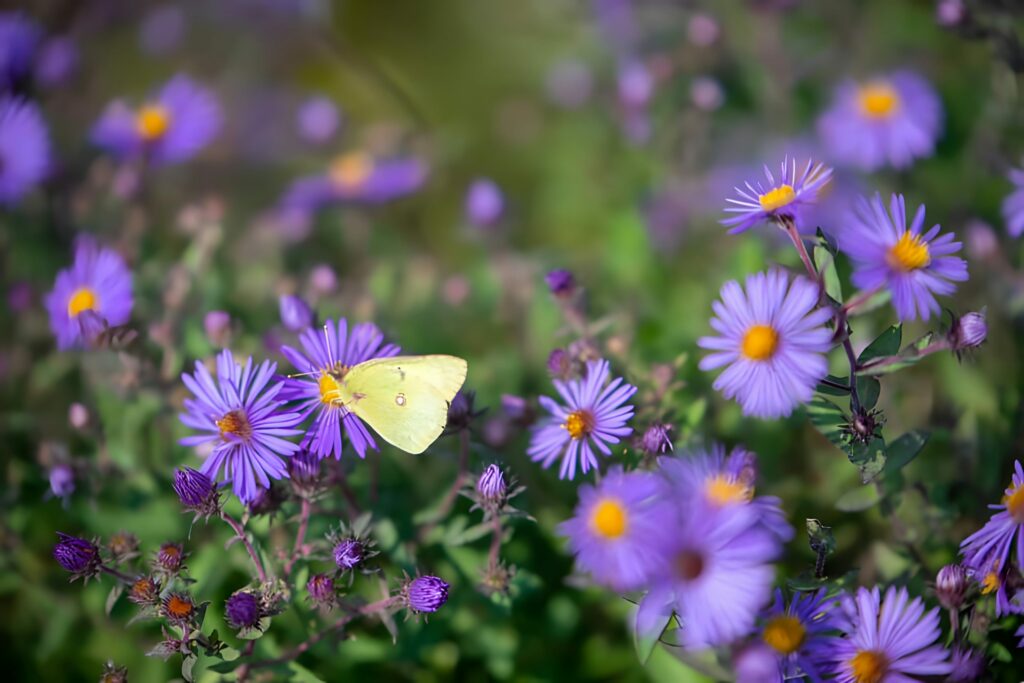aster des alpes : fleurs des alpes violette