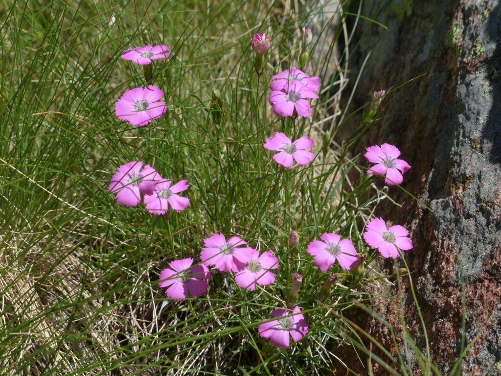 oeillet des alpes : fleures des alpes