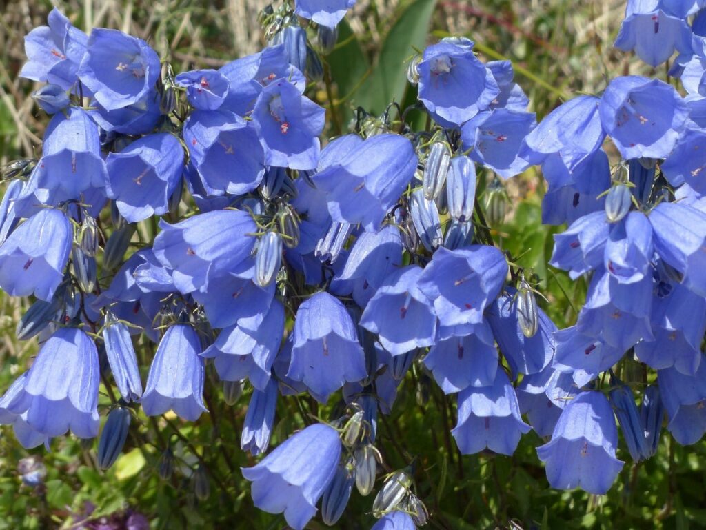 campanule : fleurs de montagne bleue