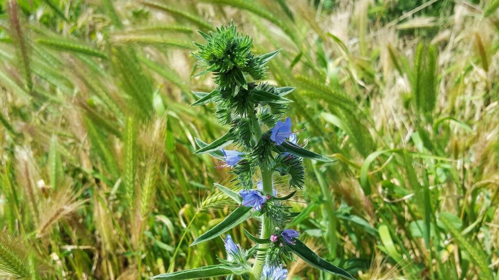 vipérine : fleurs des montagne par couleur bleu