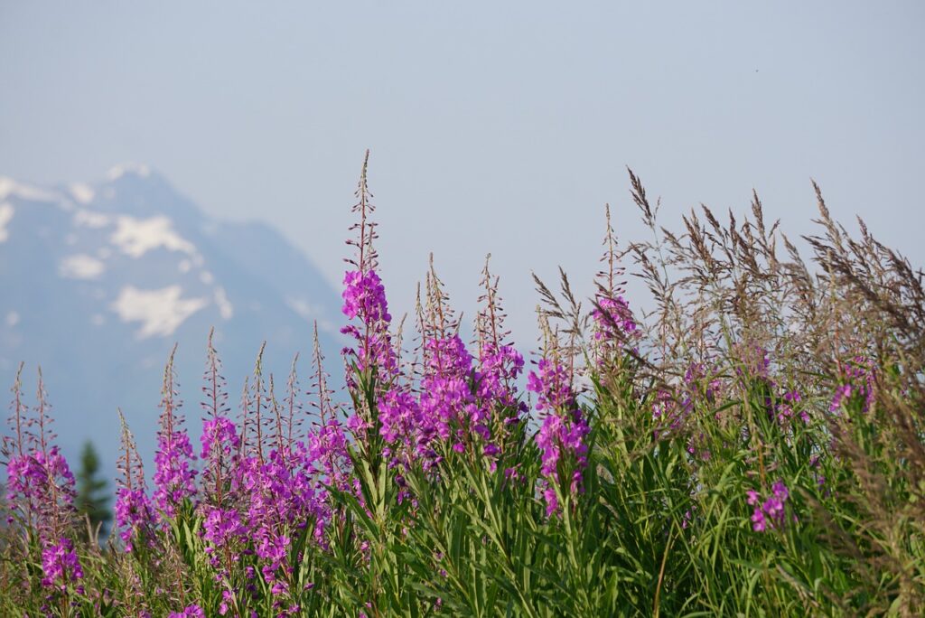 épilobe : fleur des montagne par couleur rose