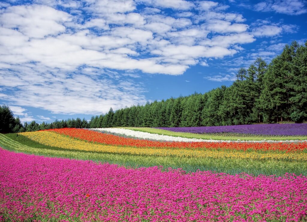fleurs de montagne par couleur