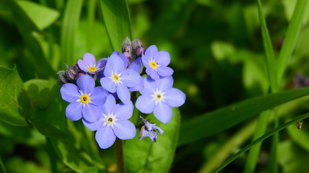 myosotis des alpes : fleurs de montagne par couleur