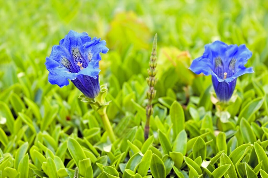 gentiane bleue : fleurs de montagne par couleur bleue