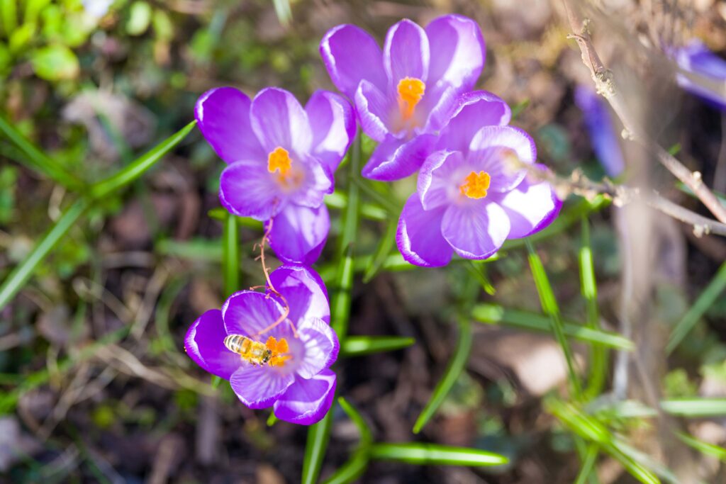 crocus printanier violet