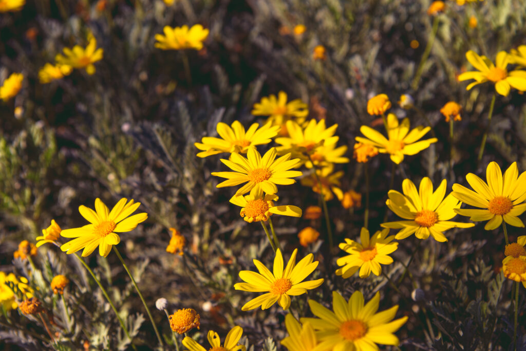 arnica des montagne