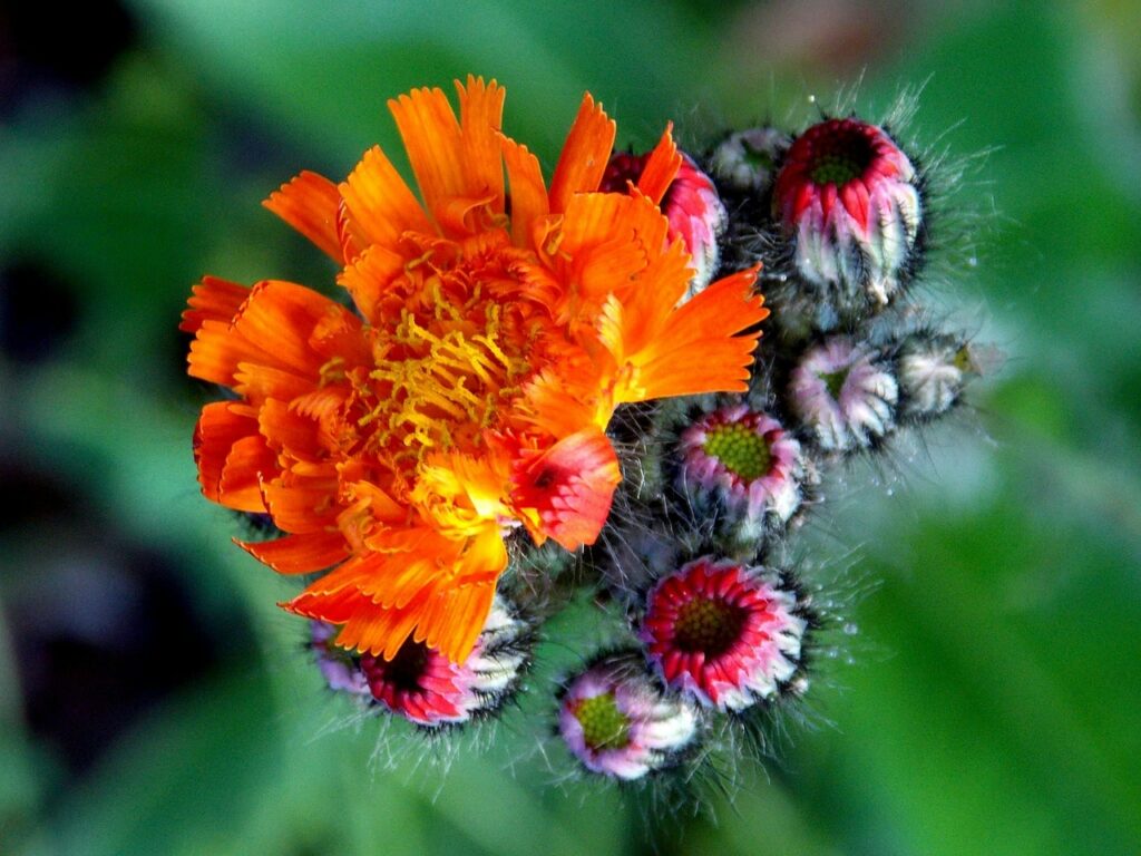 épervière orangée : fleurs de montagne des alpes