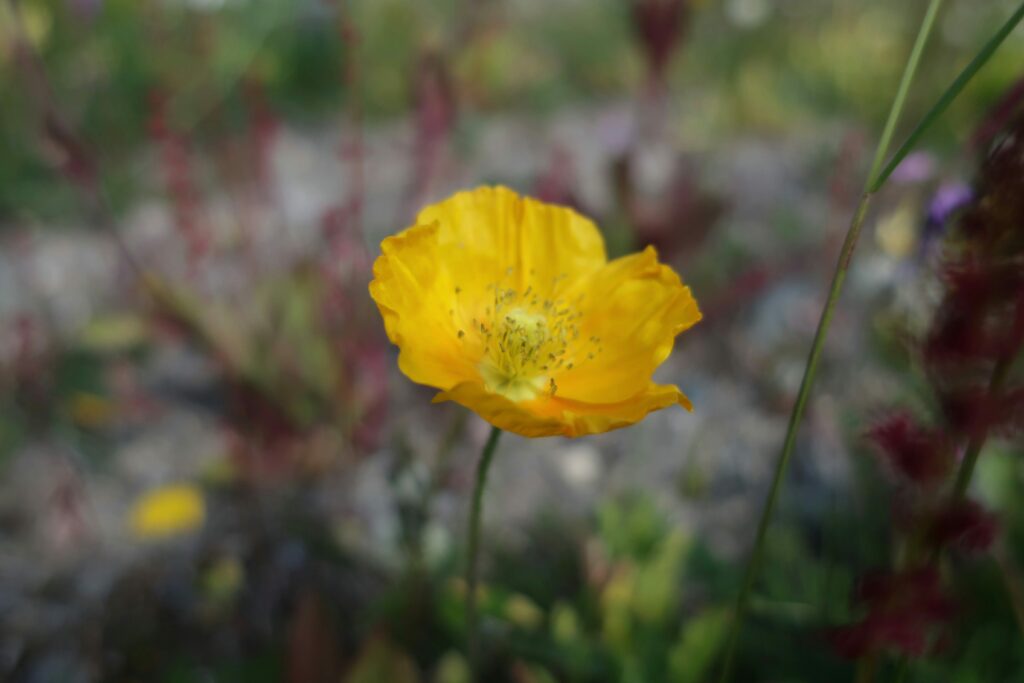 pavot des grisons : fleur de montagne par couleur