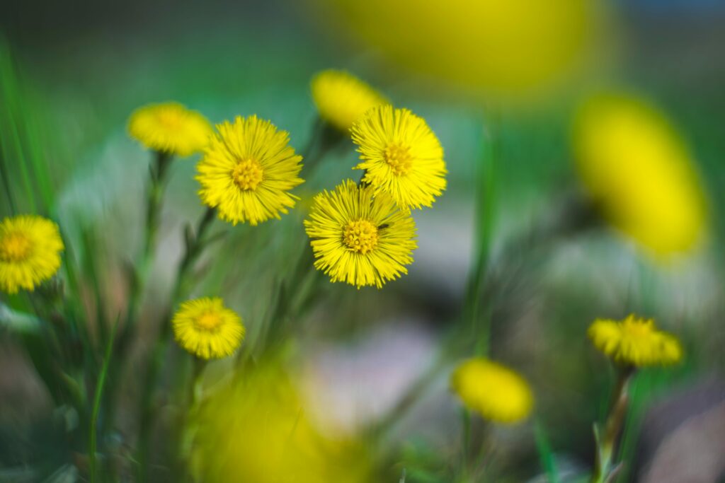 tussilage : fleurs de montagne par couleur jaune
