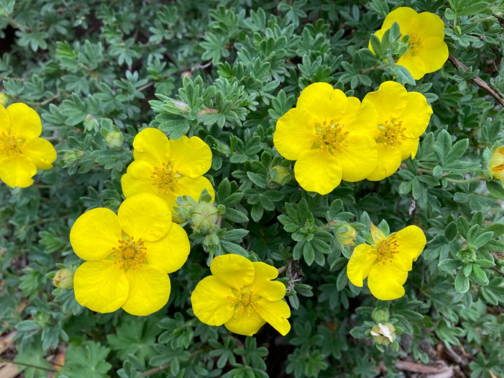 potentille : fleur jaune de montagne