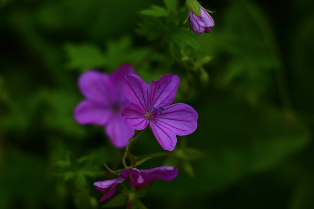 géranium des bois : fleurs de montagne par couleur violette