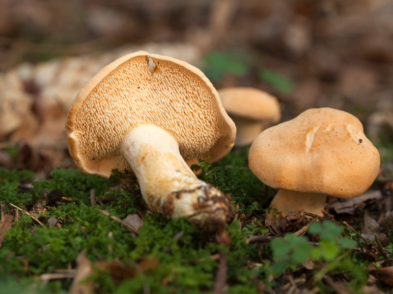 pied de mouton, champignon de montagne comestible