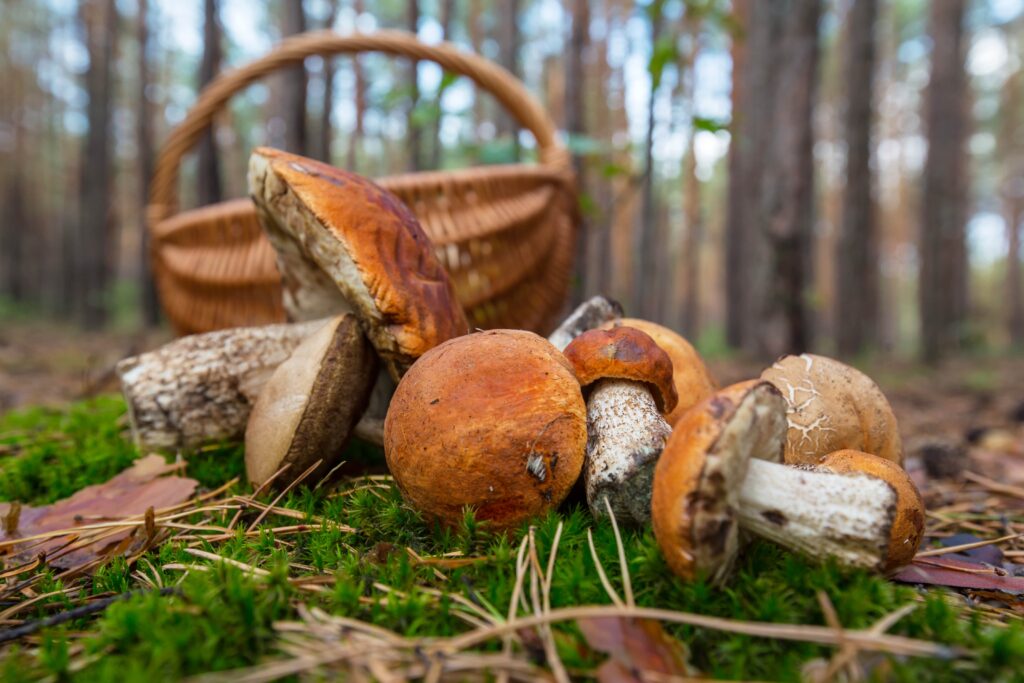 Cueillette des champignons de montagne : cèpes devant un panier dans une forêt