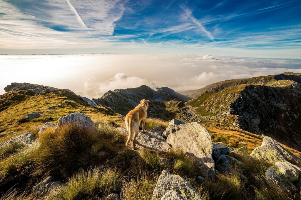 vacances montagne avec chien : un chien qui se balade sur les rochers en haut d'une montagne