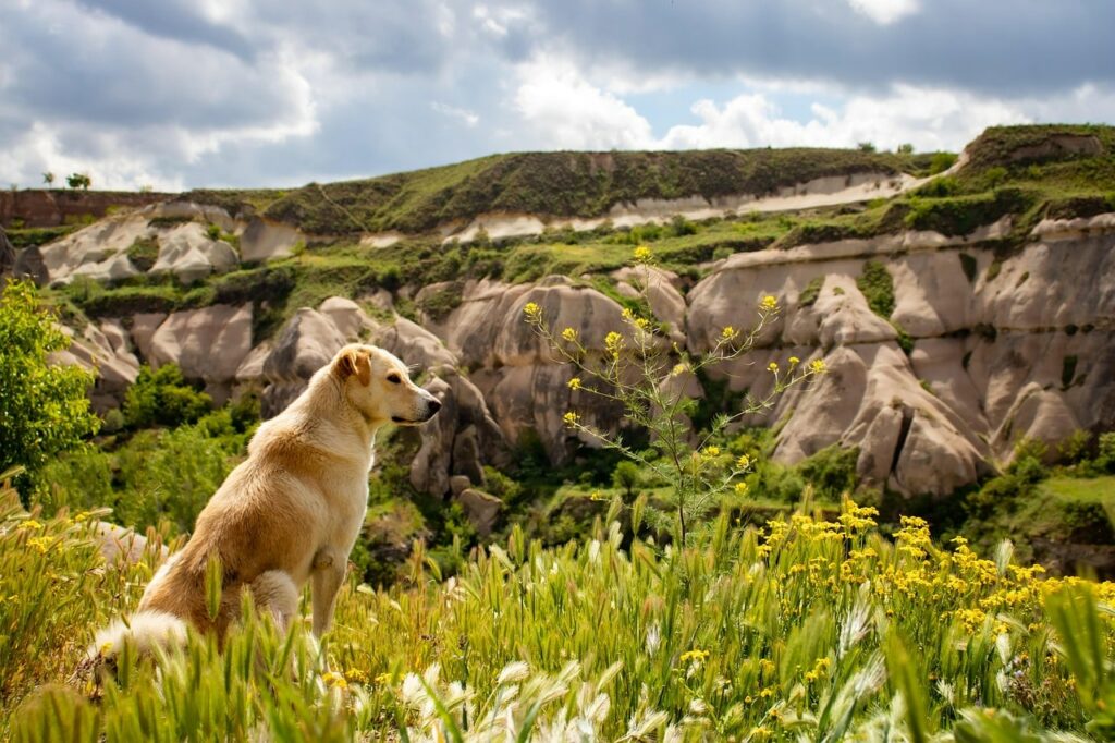 vacances montagne avec chien : un chien qui regarde au loin au sommet d'une montagne plate