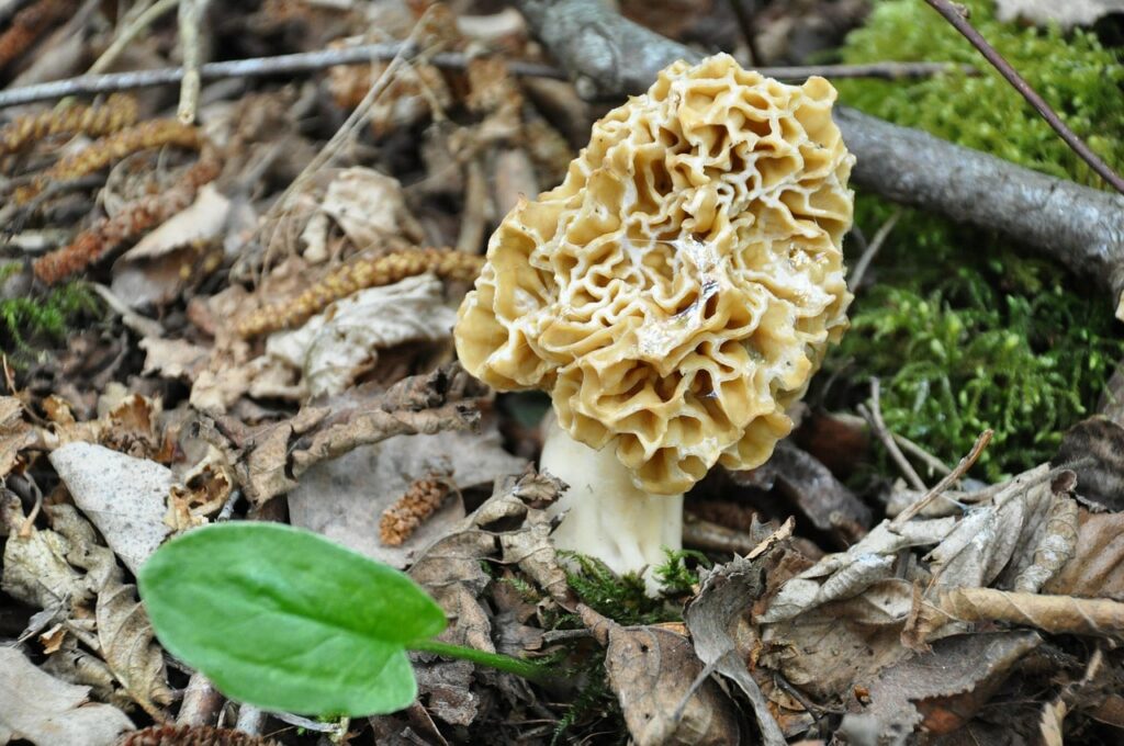 morille, champignon de montagne au printemps