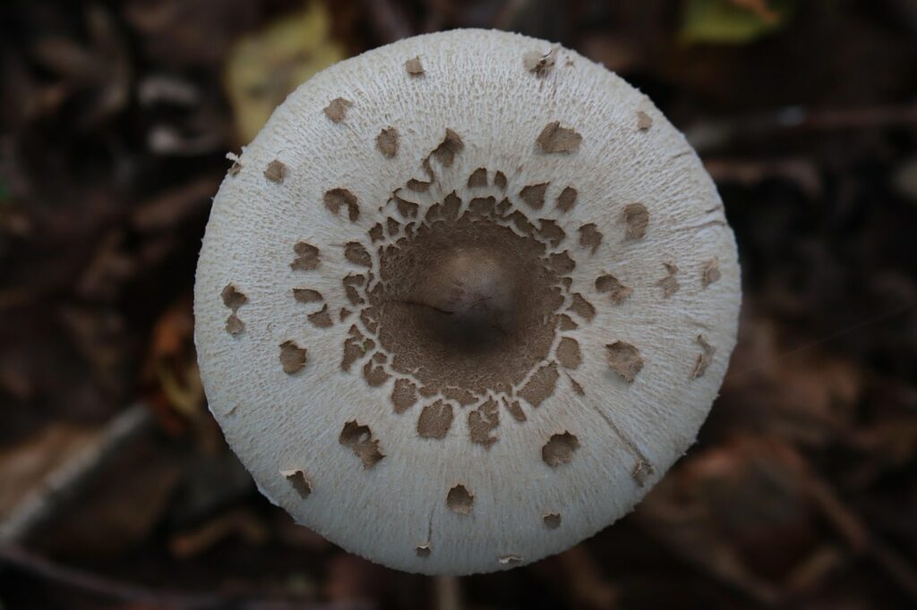 la coulemelle, champignon de montagne comestible