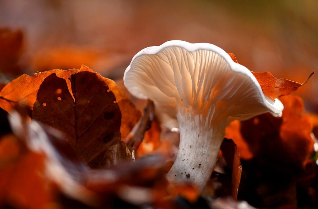 champignon de montagne champignon d'automne dans les feuilles mortes