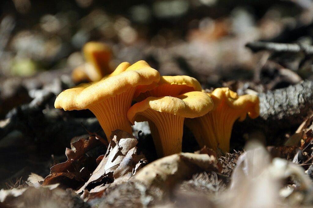 girole ou chanterelle : champignon de montagne