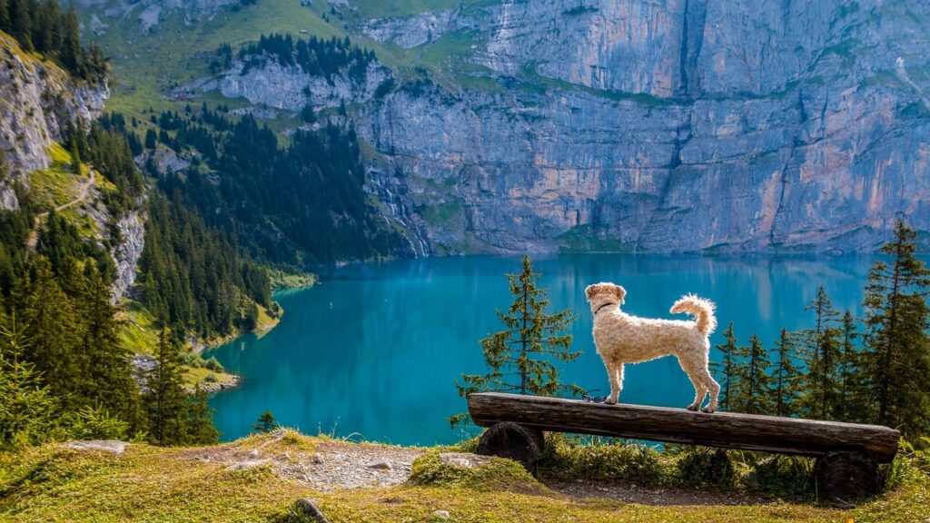vacances montagne avec chien : un chien qui regarde un lac de montagne bleu en contrebas