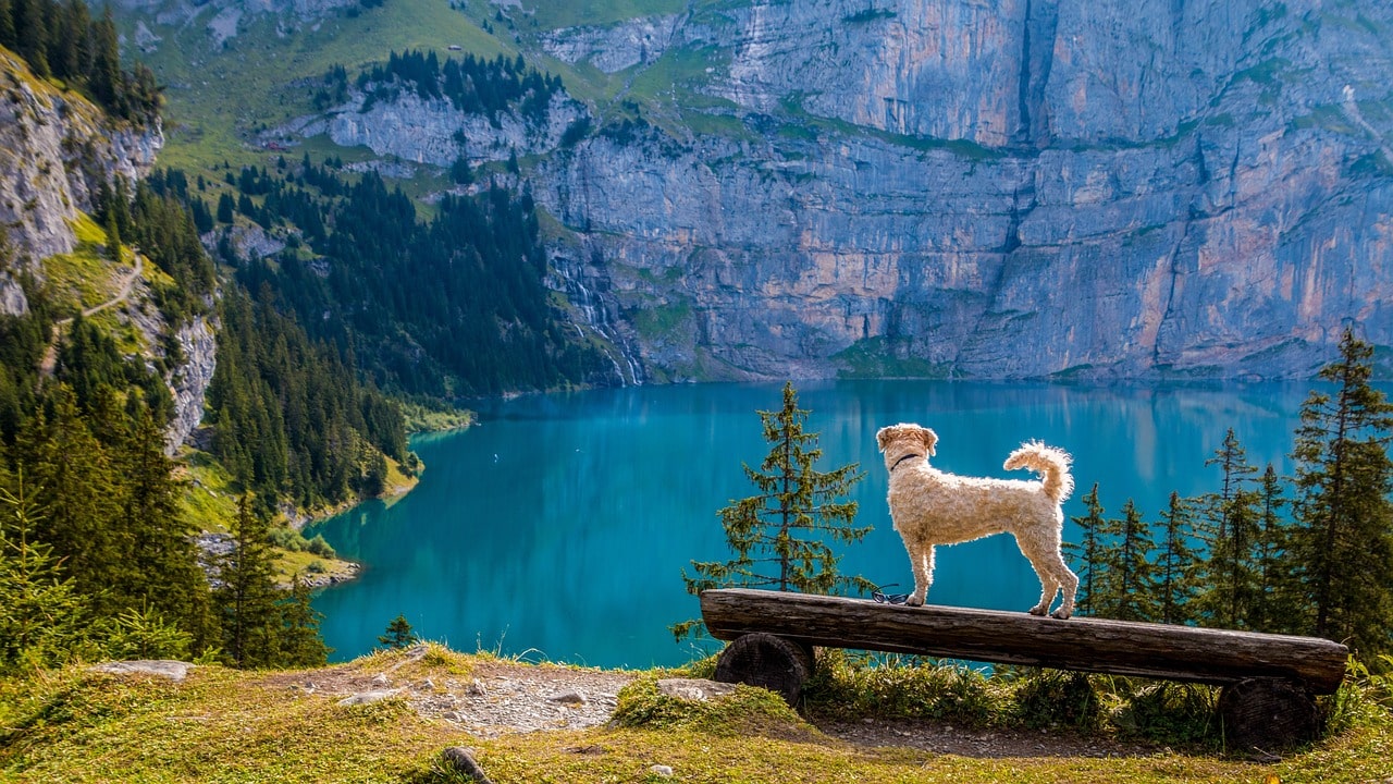 Vacances montagne avec chien : rando, croquettes et air pur