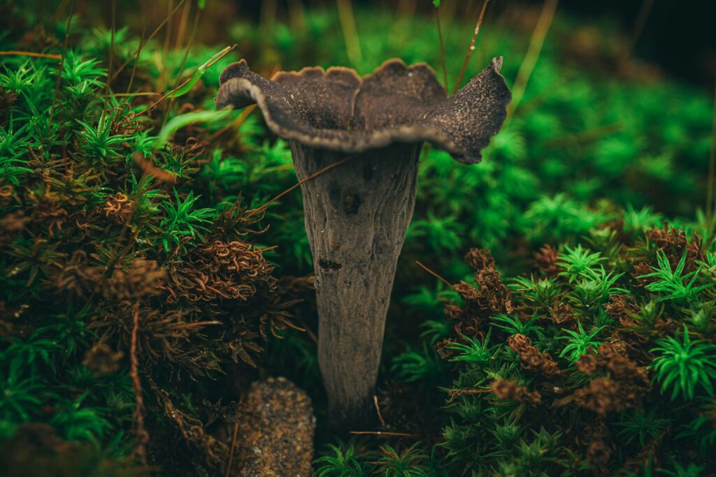 trompette de la mort : champignon de montagne