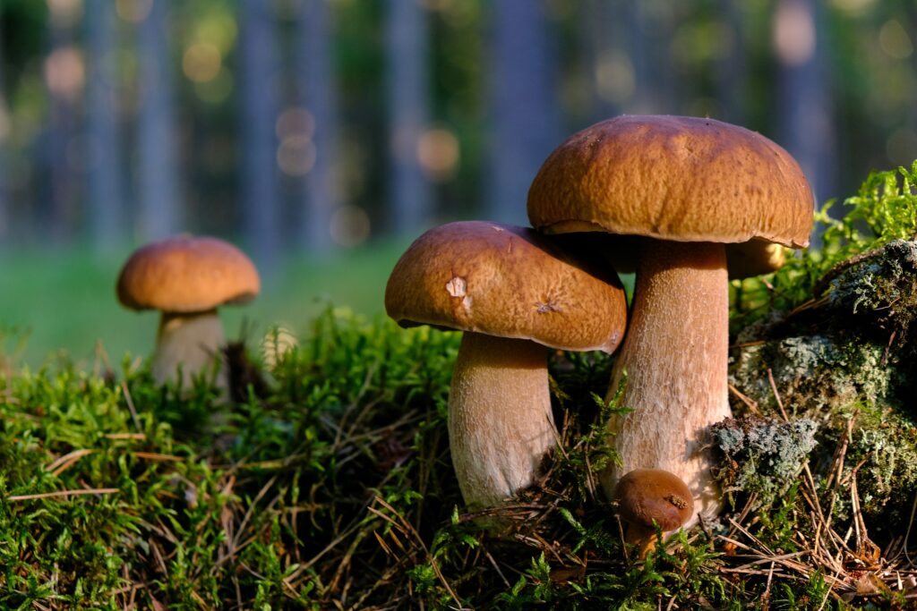 cèpe champignon de montagne